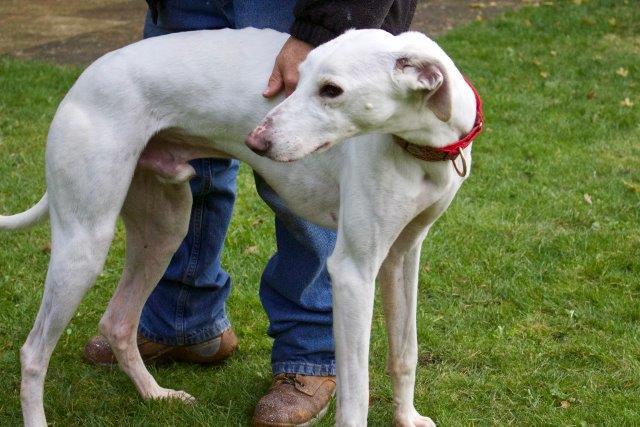 Sammy is a White Lurcher with Lemon Patches, aged five. He will need to be the only dog in the family, but is fine with dogs when out on a walk. Sammy has been neutered and is suitable for a home with older children