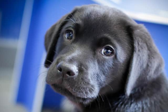 Guide Dogs need you