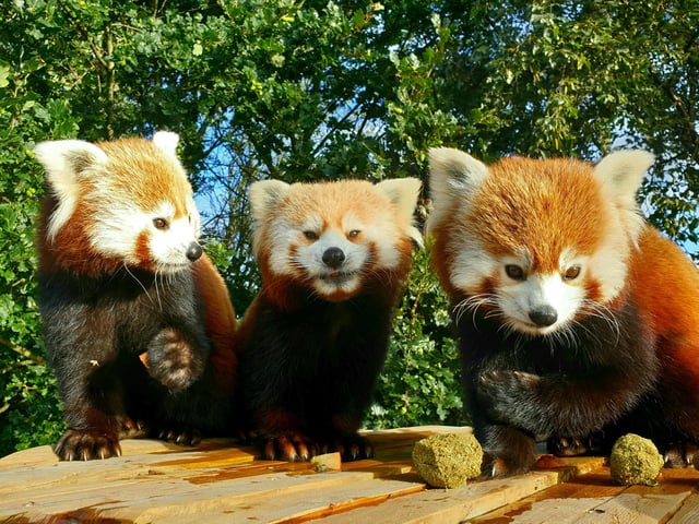 The Three As – Alice, Ariel and Aurora – made a stunning sight at the Himalayan Pass in September. The Red Panda sisters, born in June 2019, have favourtie spots to sleep high up in the reserve’s trees but they also love visitors. The species is, despite their name, most closely related to Weasels and Racoons.