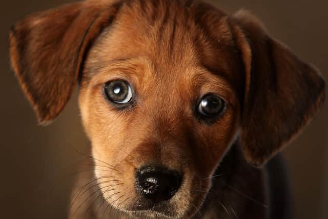 Do you have Doncaster's top pet?