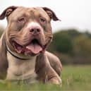 Dog owners and parents urged to keep children safe during school holidays.