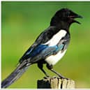 Magpies have been reportedly trapped in cages and shot at at a house in Doncaster.