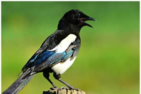 Magpies have been reportedly trapped in cages and shot at at a house in Doncaster.