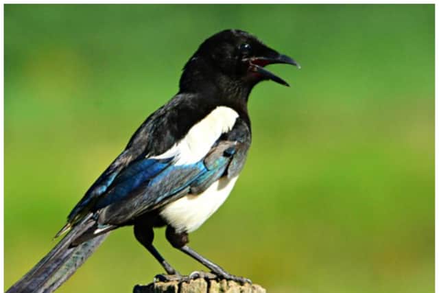 Magpies have been reportedly trapped in cages and shot at at a house in Doncaster.