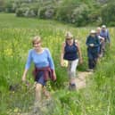 Making our way through fields of yellow