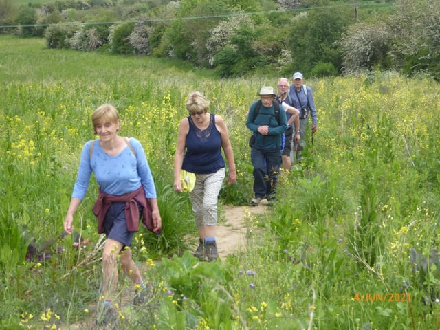 Making our way through fields of yellow