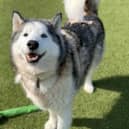 Remus, a rescue at the RSPCA.
