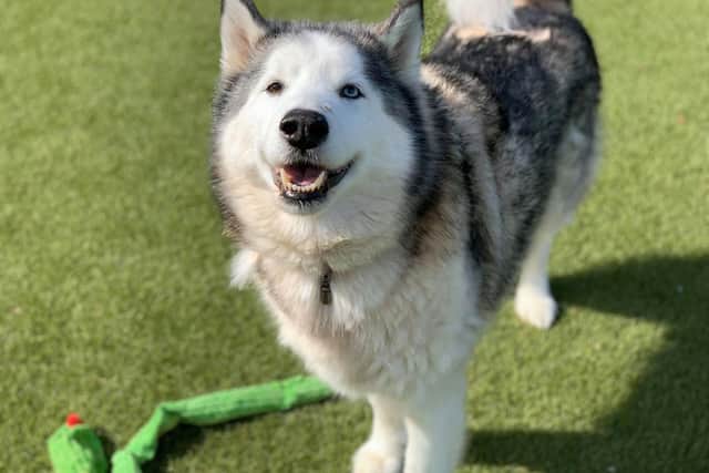 Remus, a rescue at the RSPCA.