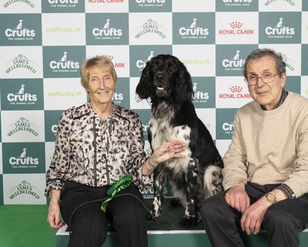 Chrissine Ogle from Doncaster with Lexi, a Large Munsterlander, which was the Best of Breed winner at the second day of Crufts 2024. Picture: BeatMedia/The Kennel Club