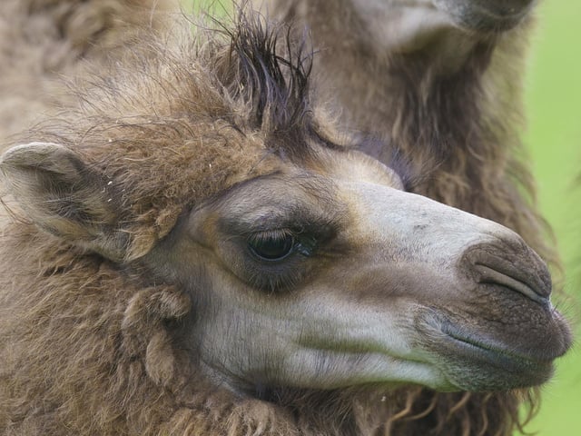 This Spring’s baby boom kicked off with the birth of two Bactrian camel calves, Quill and Quaver.