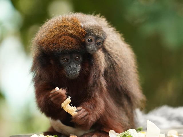 A Titi monkey was born - the first primate to be born in the South American Amazonas walkthrough reserve