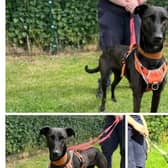 An appeal has gone out to find a new home for Pepper.