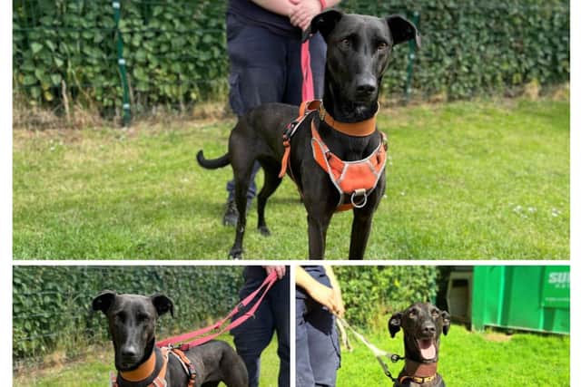 An appeal has gone out to find a new home for Pepper.