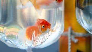 The animal welfare charity said goldfish were ‘misunderstood pets’ and are harder to look after than people realise
