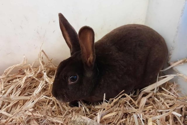 Will came to us from a multi rabbit house. He would benefit from a female bunny to socialise with. He is very independent and likes things on his terms. He will need a large space to run around in with plenty of toys and tubes to chew. He could be rehomed with children over 12 years old. He loves his fresh veg and would benefit from someone who has knowledge of Rex Rabbits.