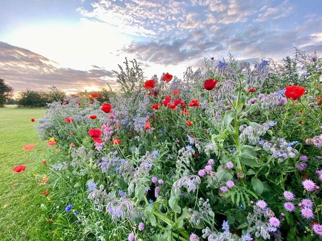 The park looks stunning with a wide variety of colourful wildflowers.