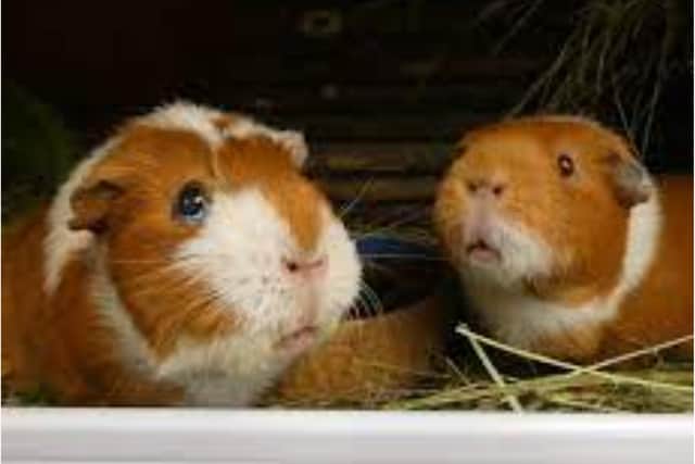 Fancy working with guinea pigs in Doncaster?