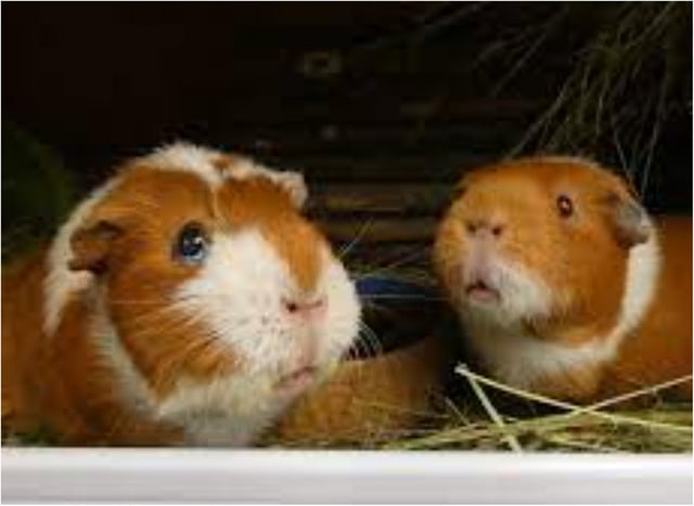 Fancy working with guinea pigs in Doncaster?