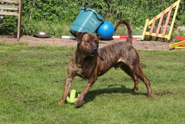 Rupert is a Labrador/Tiger Brindle Mastiff Cross, aged six. He is now waiting for his forever home