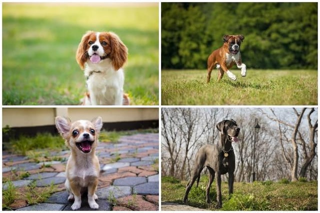 Most affectionate dogs