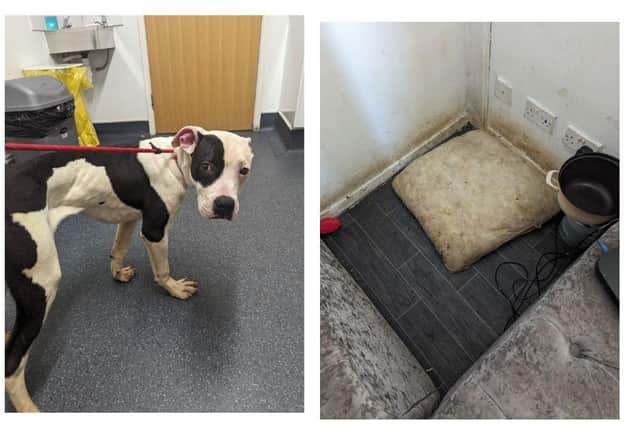Woman given canine ban for neglecting 13 dogs including a litter of puppies found huddled together on a dirty cushion in Doncaster.