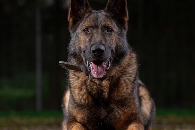 Kato, aged seven, came to Lancashire Police in 2015 from the prison service and works as a ‘general purpose’ dog, which means he gets involved in all aspects of police dog work. Kato has done some amazing work including tracking the suspects in an ATM theft for over three miles, leading his human colleagues straight to them.