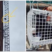 The pictures show the dramatic rescue of Morka the cat, stranded on the side of a tower block