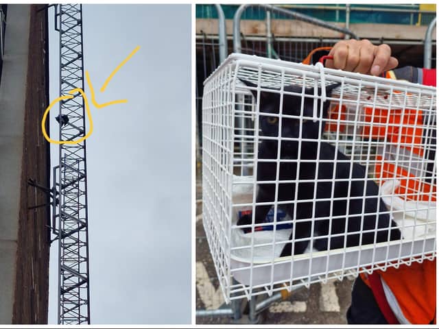 The pictures show the dramatic rescue of Morka the cat, stranded on the side of a tower block