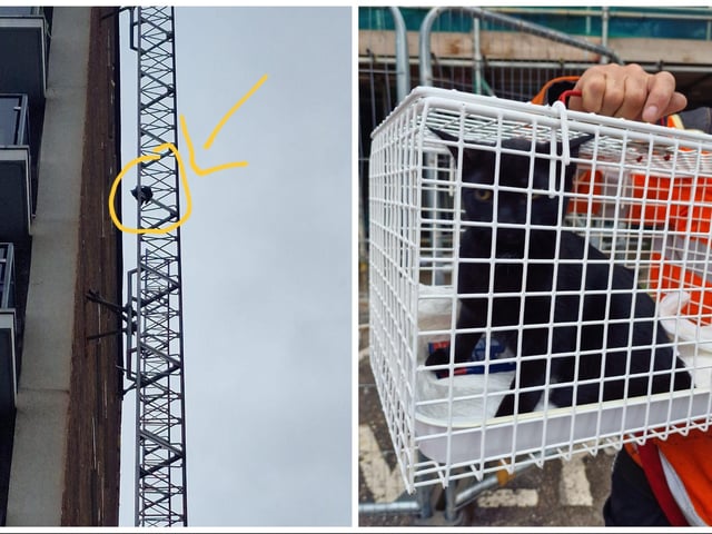 The pictures show the dramatic rescue of Morka the cat, stranded on the side of a tower block