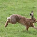 The four strong gang who were carrying hare coursing equipment have been stung with £20,000 of fines.