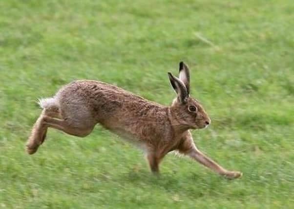 The four strong gang who were carrying hare coursing equipment have been stung with £20,000 of fines.