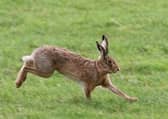The four strong gang who were carrying hare coursing equipment have been stung with £20,000 of fines.
