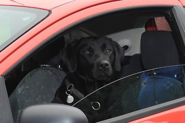 File picture of a dog in a car