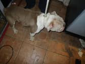 The animals were kept in squalid conditions - while their owner relaxed in  hot tub.