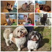 Could you give a loving home to one of these animals?