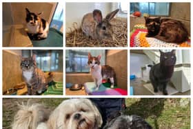 Could you give a loving home to one of these animals?