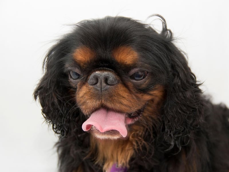 Known as the English Toy Spaniel in the USA, the King Charles Spaniel needs very little to be happy. Give them a few laps of the garden and a comfortable spot to nap and they'll be utterly content.