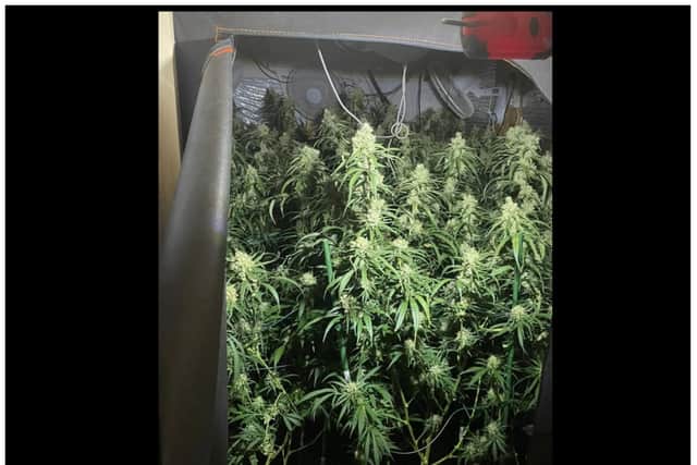 Police smashed open the cannabis factory in Dunscroft.