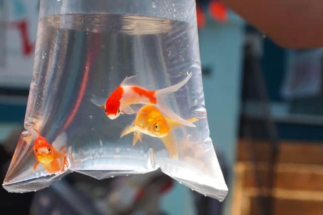 Fairgrounds in the UK have practiced giving goldfish as pets for many years