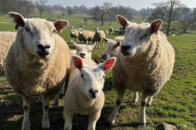 Farm animals