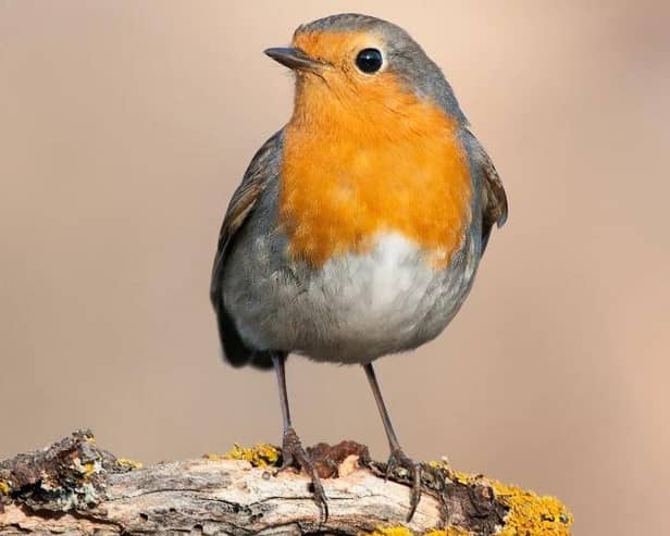 The RSPB's Big Garden Birdwatch is back for 2025.