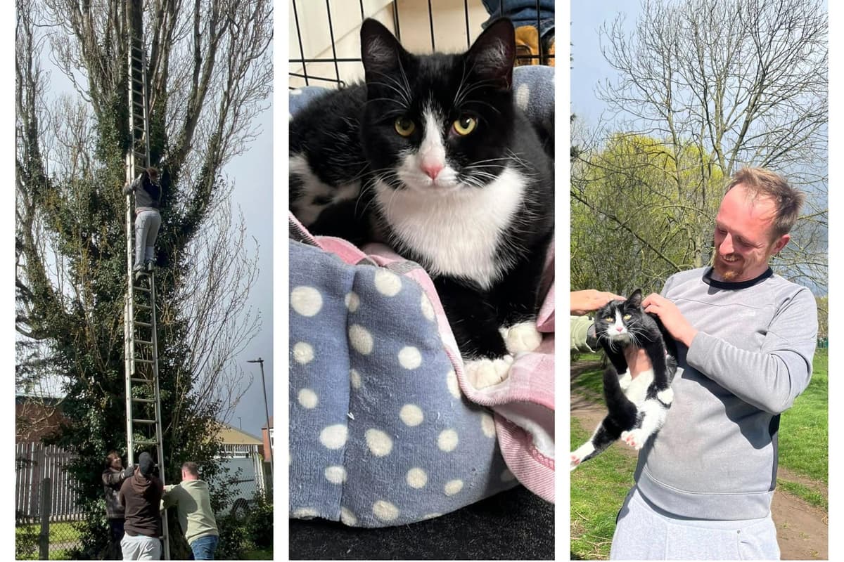 Cat Rescued From Sll Video: Cat rescued from tree after becoming trapped during Storm Dave winds