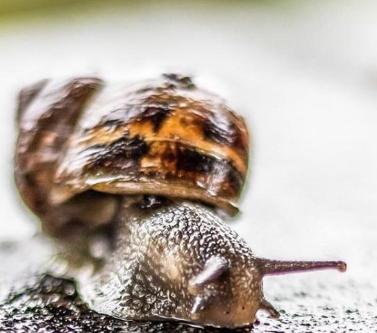 At least the snails will be happy with the weather this week! From @atmospheric_images