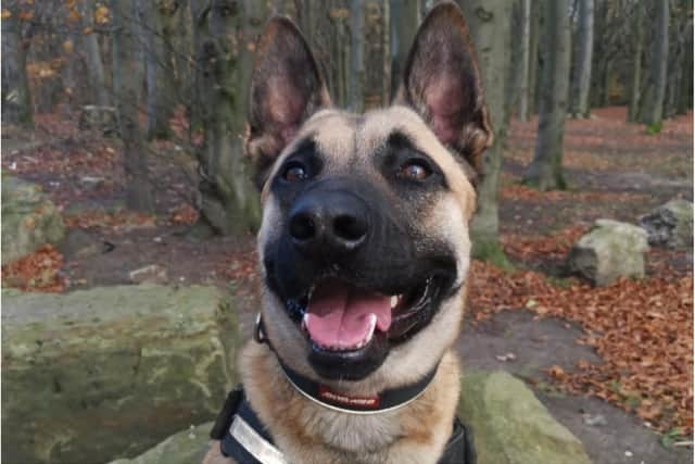 Police dog Marshall tracked down a missing person in Doncaster.