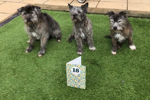 This is great! Lisa Marie Walker has sent in this fantastic shot of her fur babies Benni, Basil and Buster, complete with a  special card, seen as they celebrated their 18th birthdays!