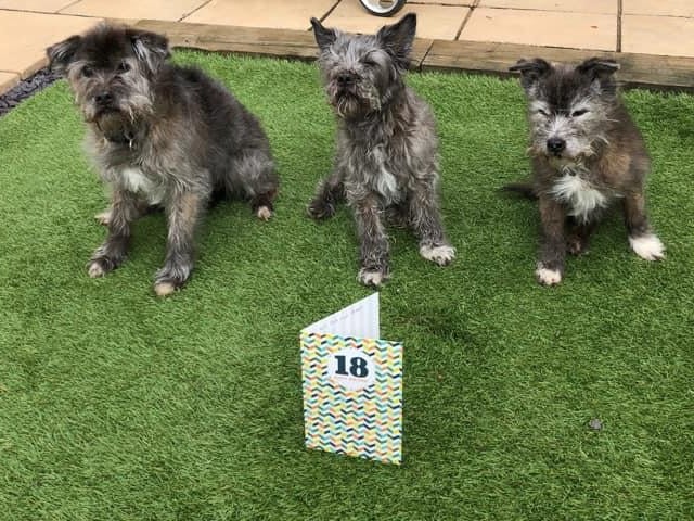 This is great! Lisa Marie Walker has sent in this fantastic shot of her fur babies Benni, Basil and Buster, complete with a  special card, seen as they celebrated their 18th birthdays!