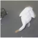 More dead geese have been found at Sandall Park.