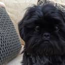 Oscar the Shih Tzu, who was successfully treated for a rare bone marrow condition