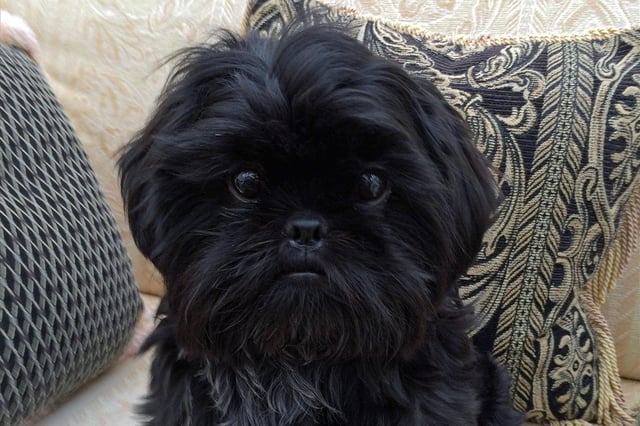 Oscar the Shih Tzu, who was successfully treated for a rare bone marrow condition