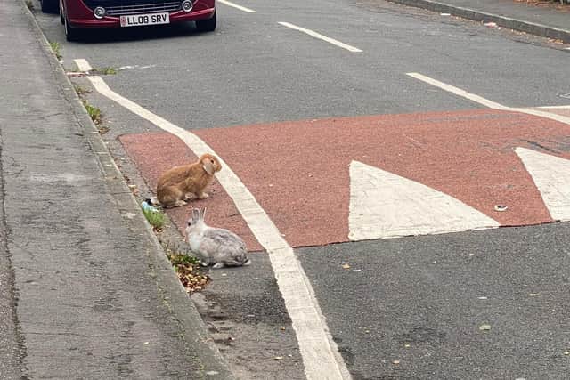 Two pet rabbits spotted in the road in Doncaster this morning.